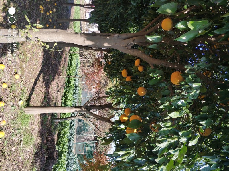 香橼树直径10-15cm