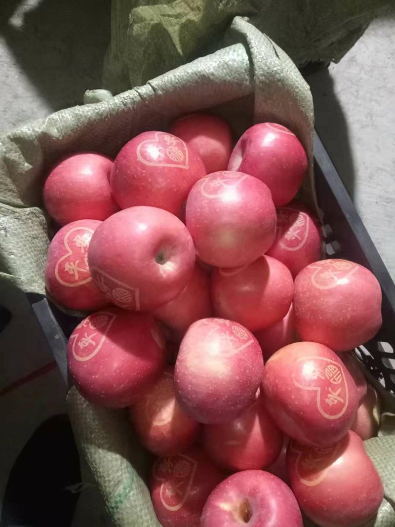 红富士苹果产地批发货精品，冰糖心，条纹红，片红，全红货源