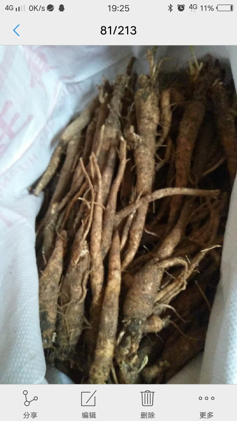 新鲜南沙参又叫南方人参