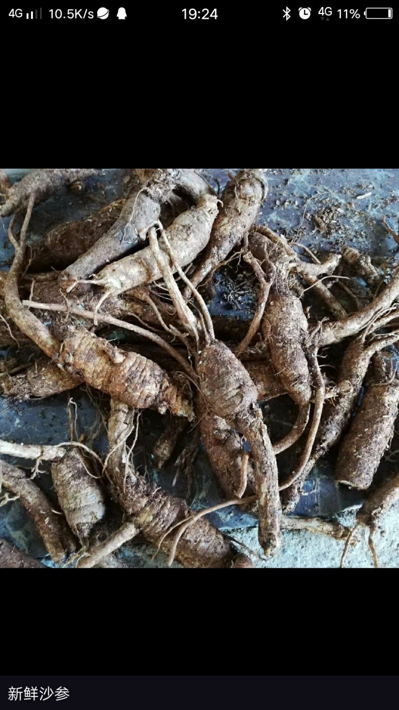 新鲜南沙参又叫南方人参