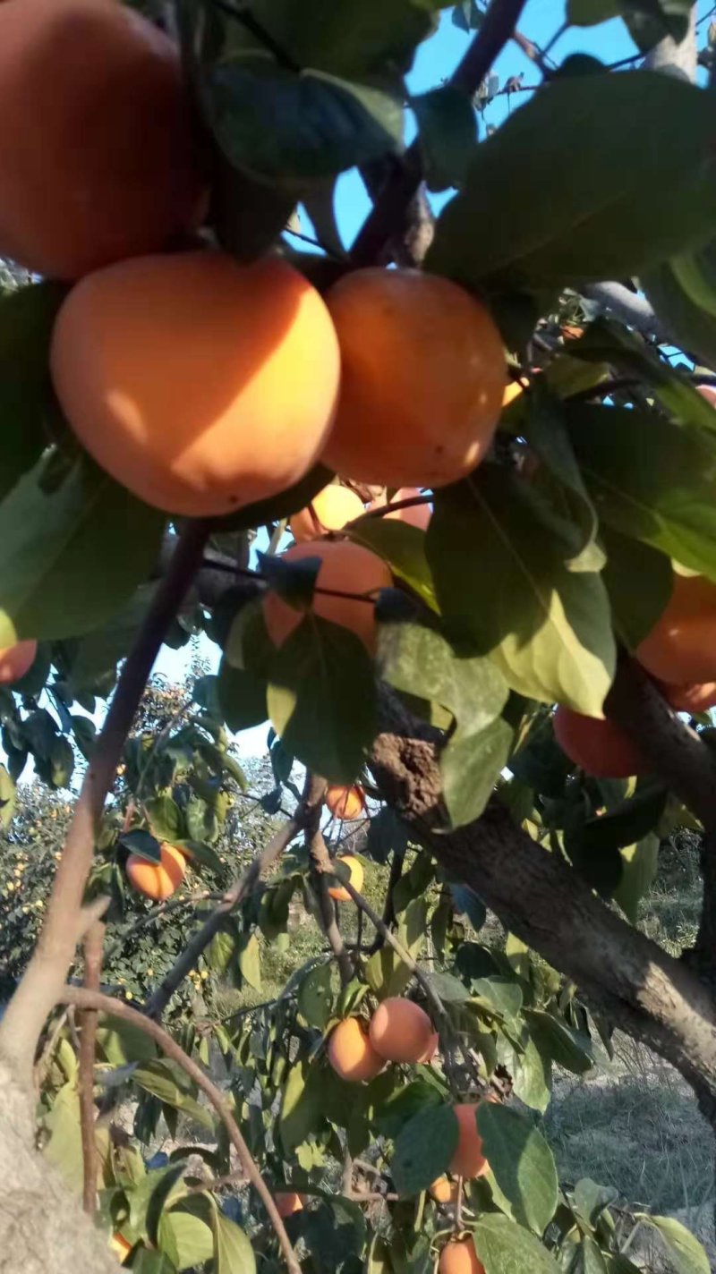 富平柿饼