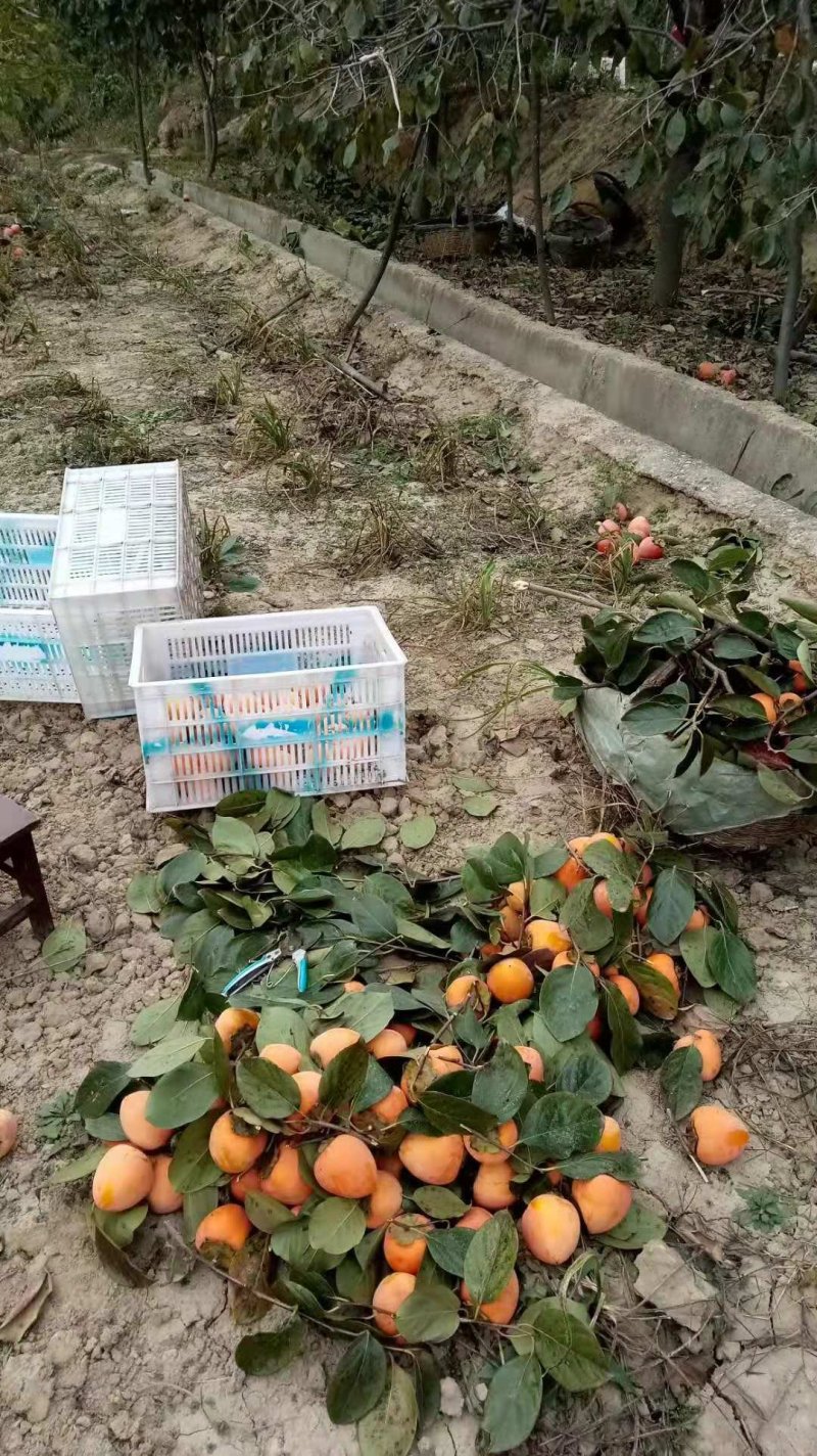 富平柿饼