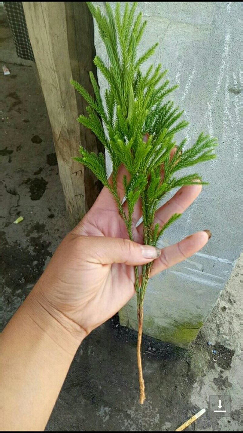 石松