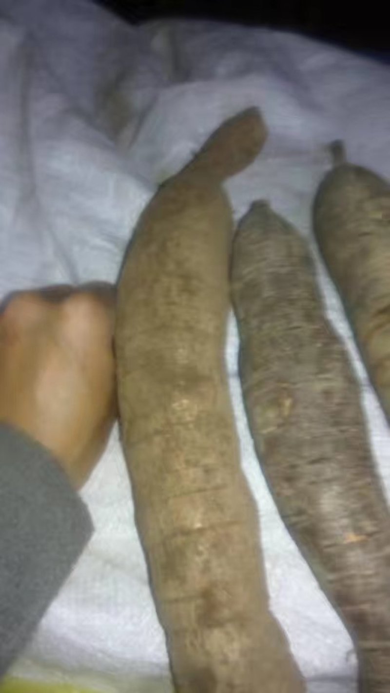少量精选精品高产牛大力种子出售