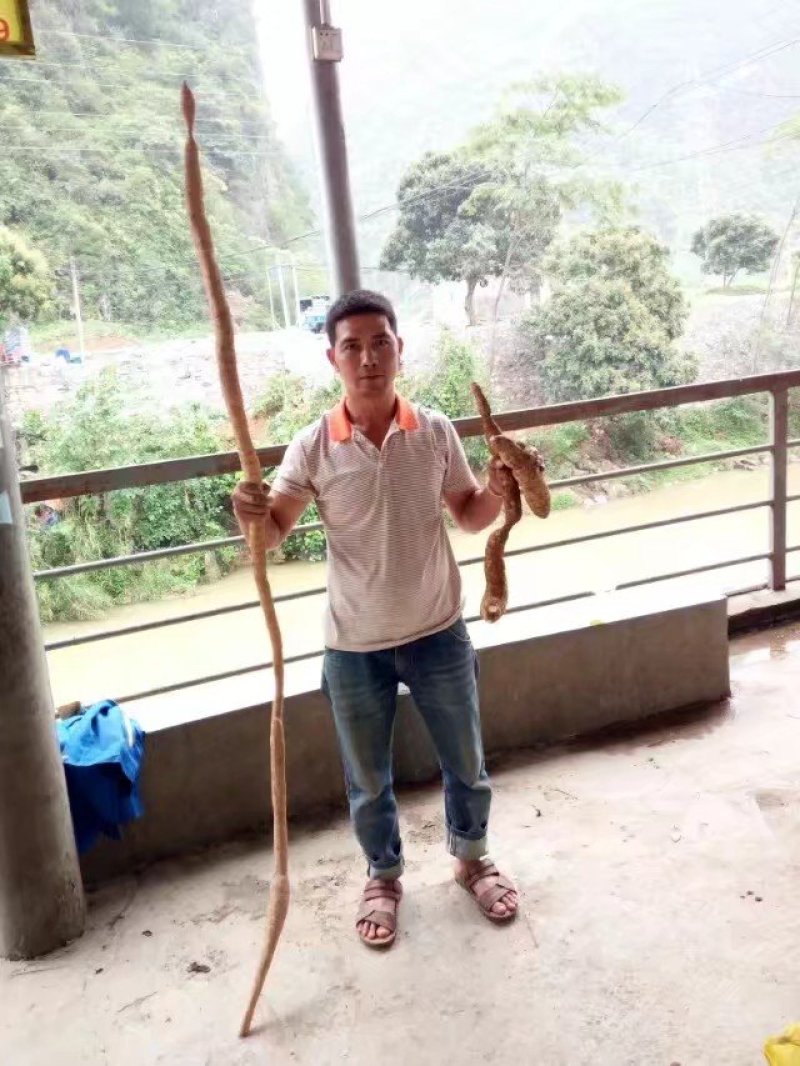 少量精选精品高产牛大力种子出售