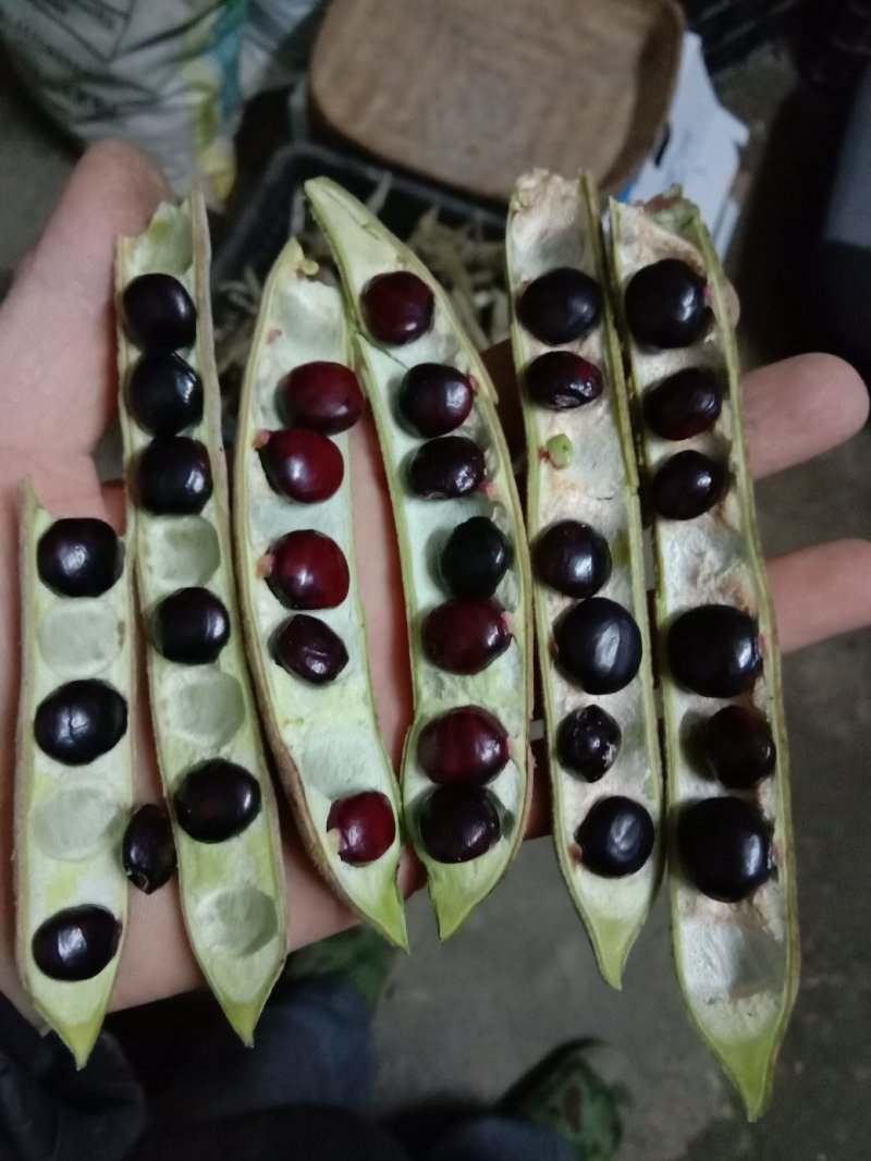 少量精选精品高产牛大力种子出售