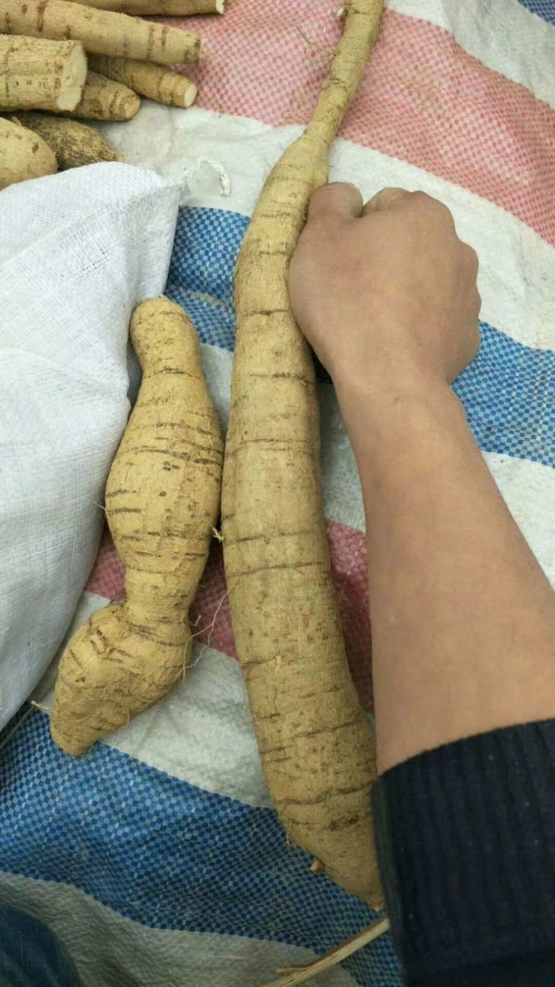 少量精选精品高产牛大力种子出售