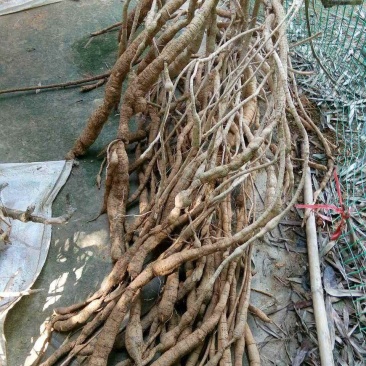 少量精选精品高产牛大力种子出售