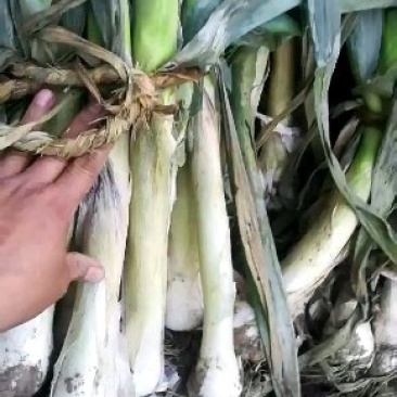 鸡腿大葱，质优价廉