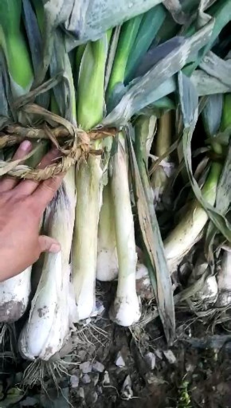 鸡腿大葱，质优价廉