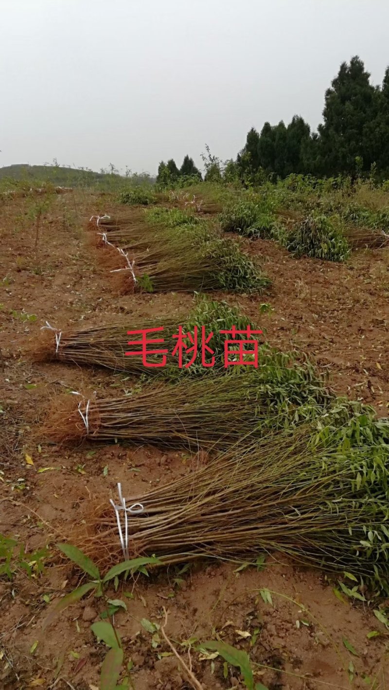毛桃树苗1年苗年苗\技术免费\抗病强