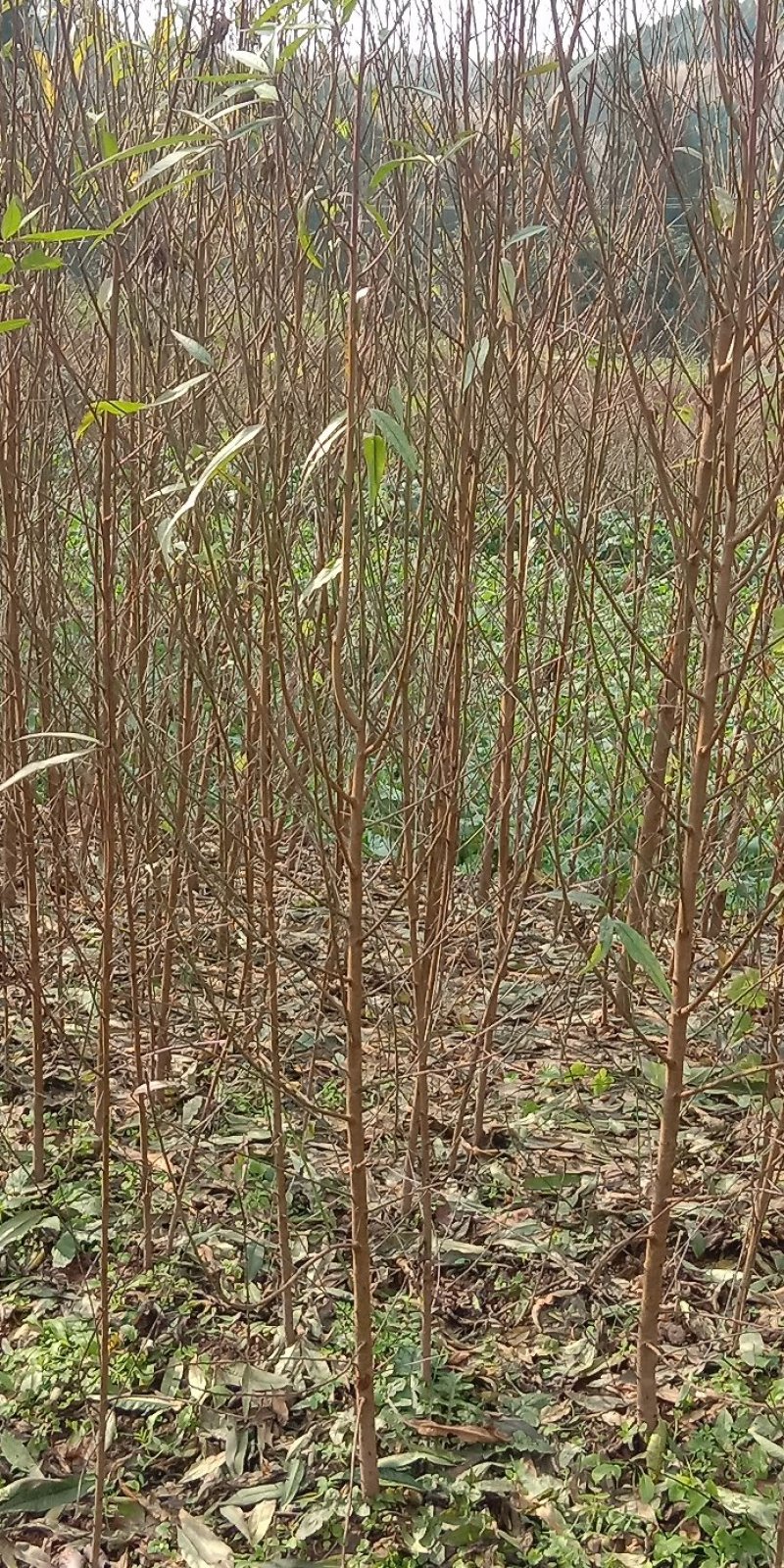 毛桃树苗1年苗年苗\技术免费\抗病强