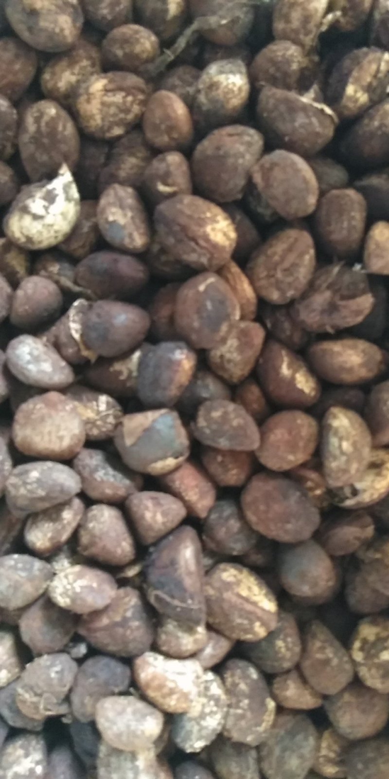 大量油桐籽供应，有需要的老板请联系