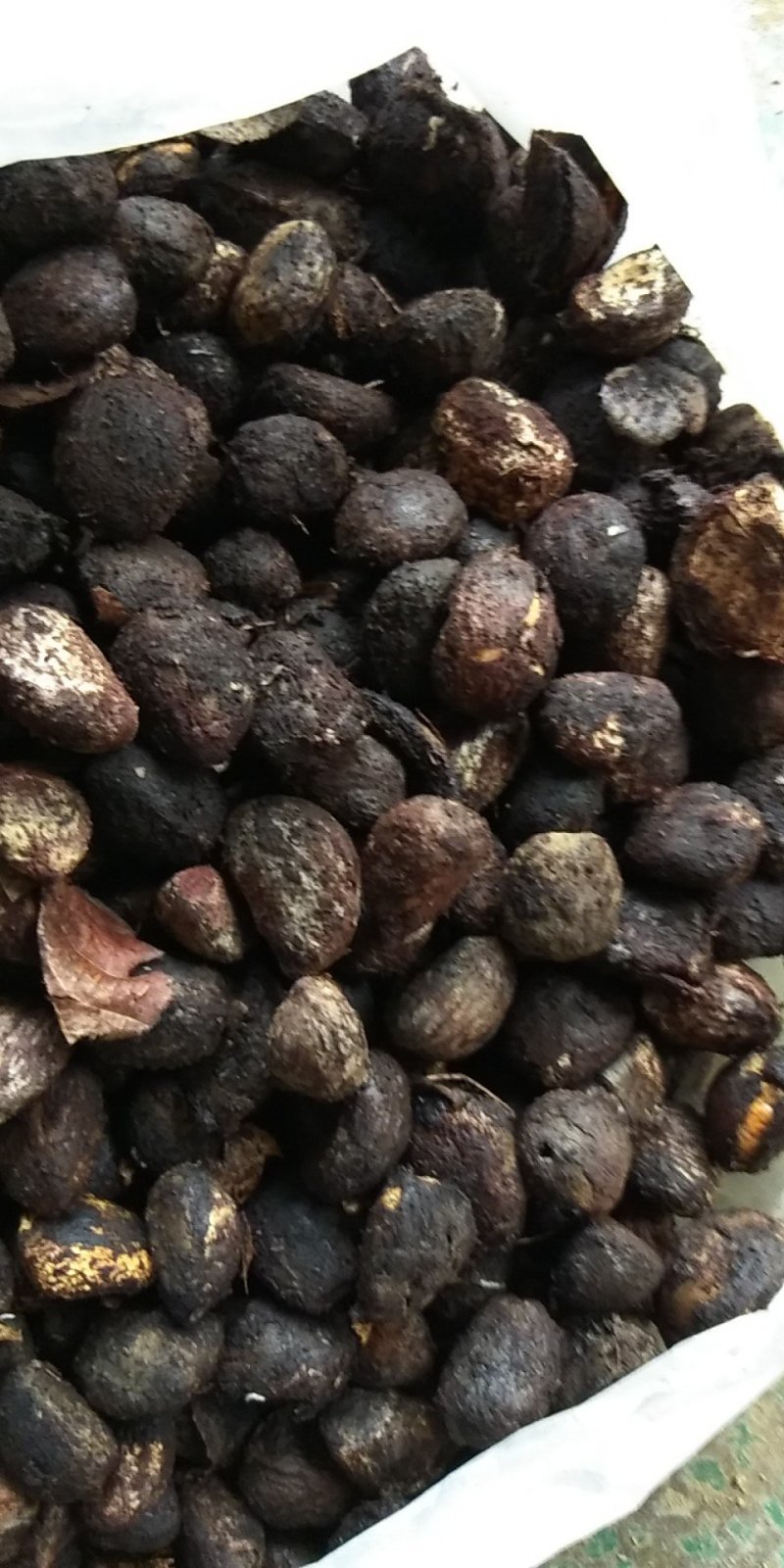 大量油桐籽供应，有需要的老板请联系