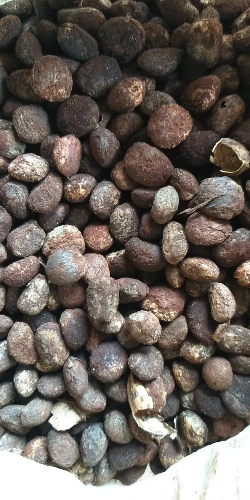 大量油桐籽供应，有需要的老板请联系