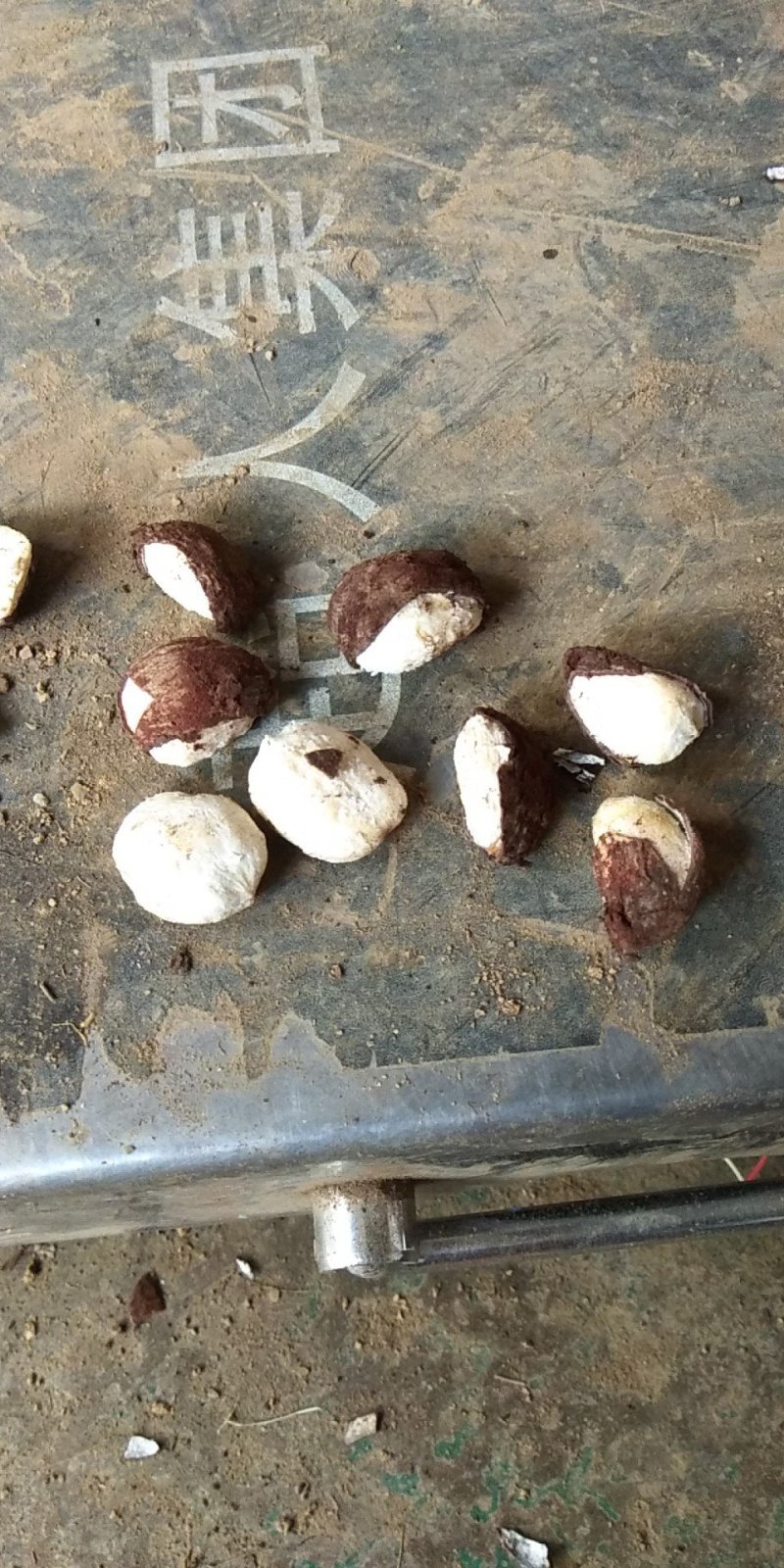 大量油桐籽供应，有需要的老板请联系