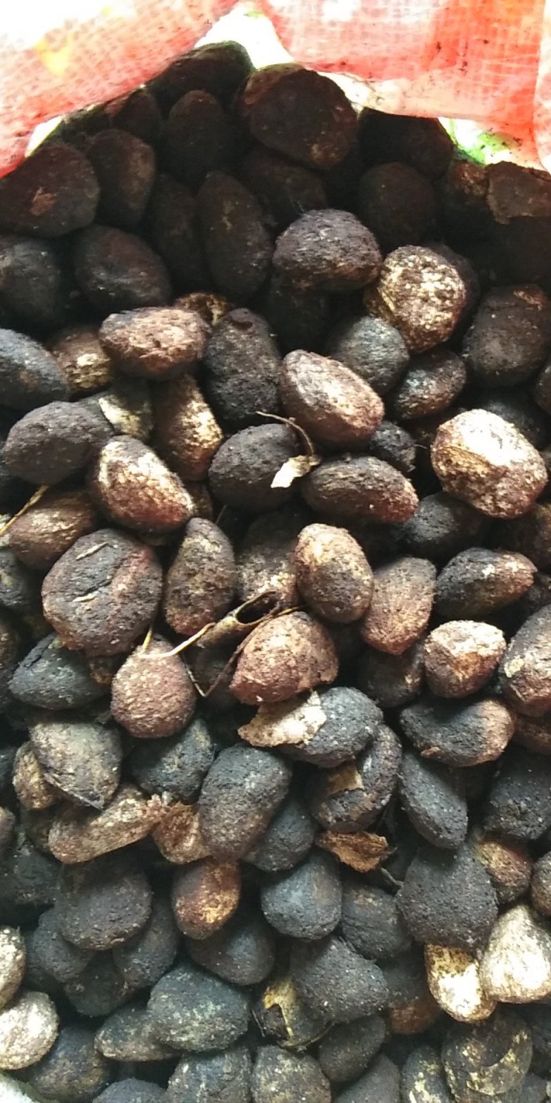 大量油桐籽供应，有需要的老板请联系