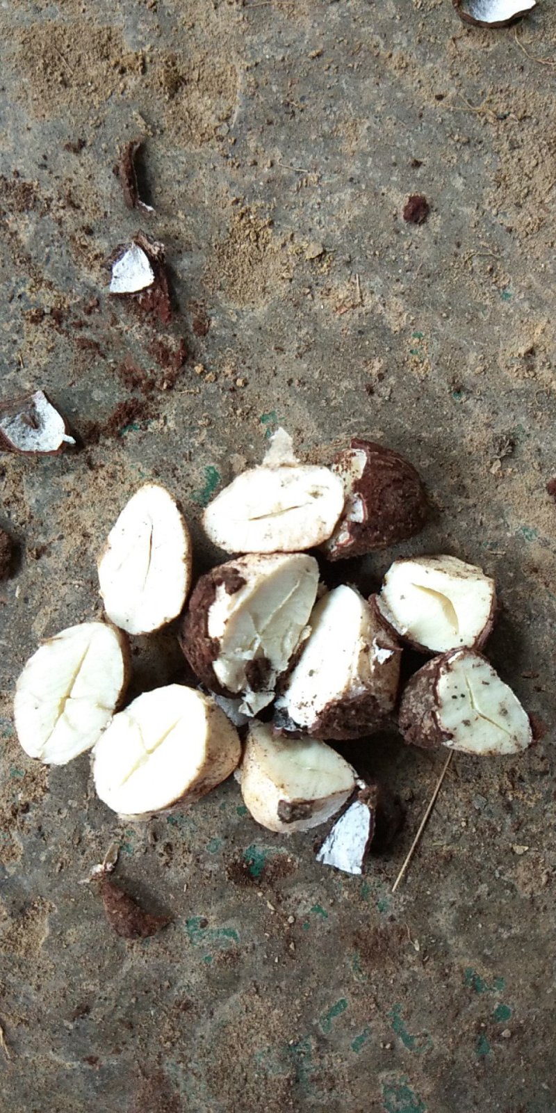 大量油桐籽供应，有需要的老板请联系