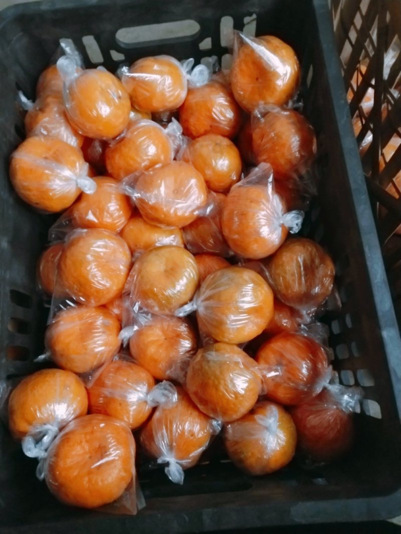 湖南湘西椪柑，特大产地，颜色红，果皮干净，口感甜，易化渣