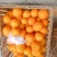 湖南纽荷尔脐橙，正宗纽荷尔，口感甜，易化渣【10斤装】