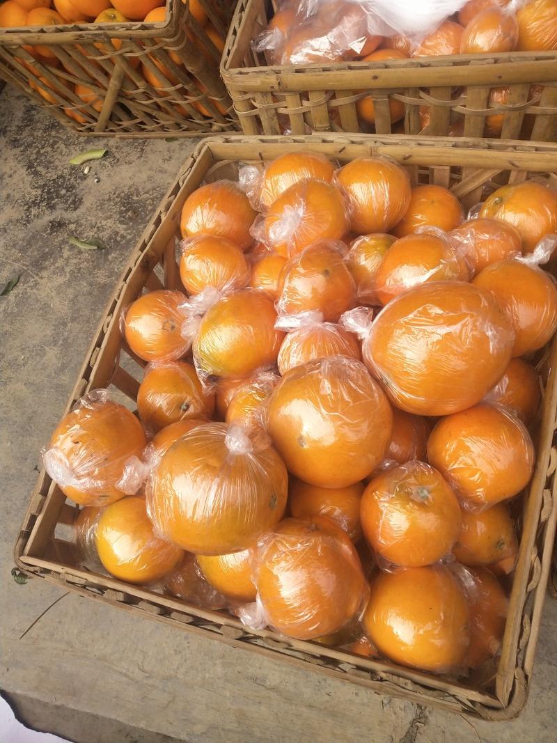 湖南纽荷尔脐橙，正宗纽荷尔，口感甜，易化渣【10斤装】