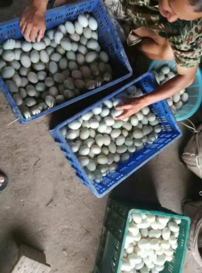 广西北海绿壳海鸭蛋