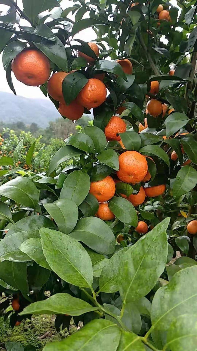 广西桂林沙糖桔