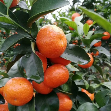 广西桂林沙糖桔