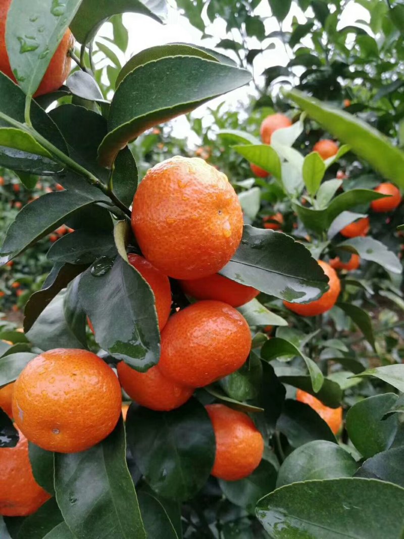 广西桂林沙糖桔