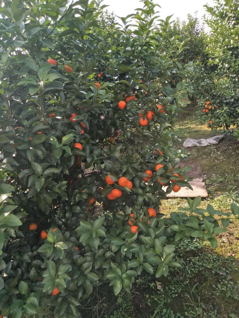广西桂林沙糖桔