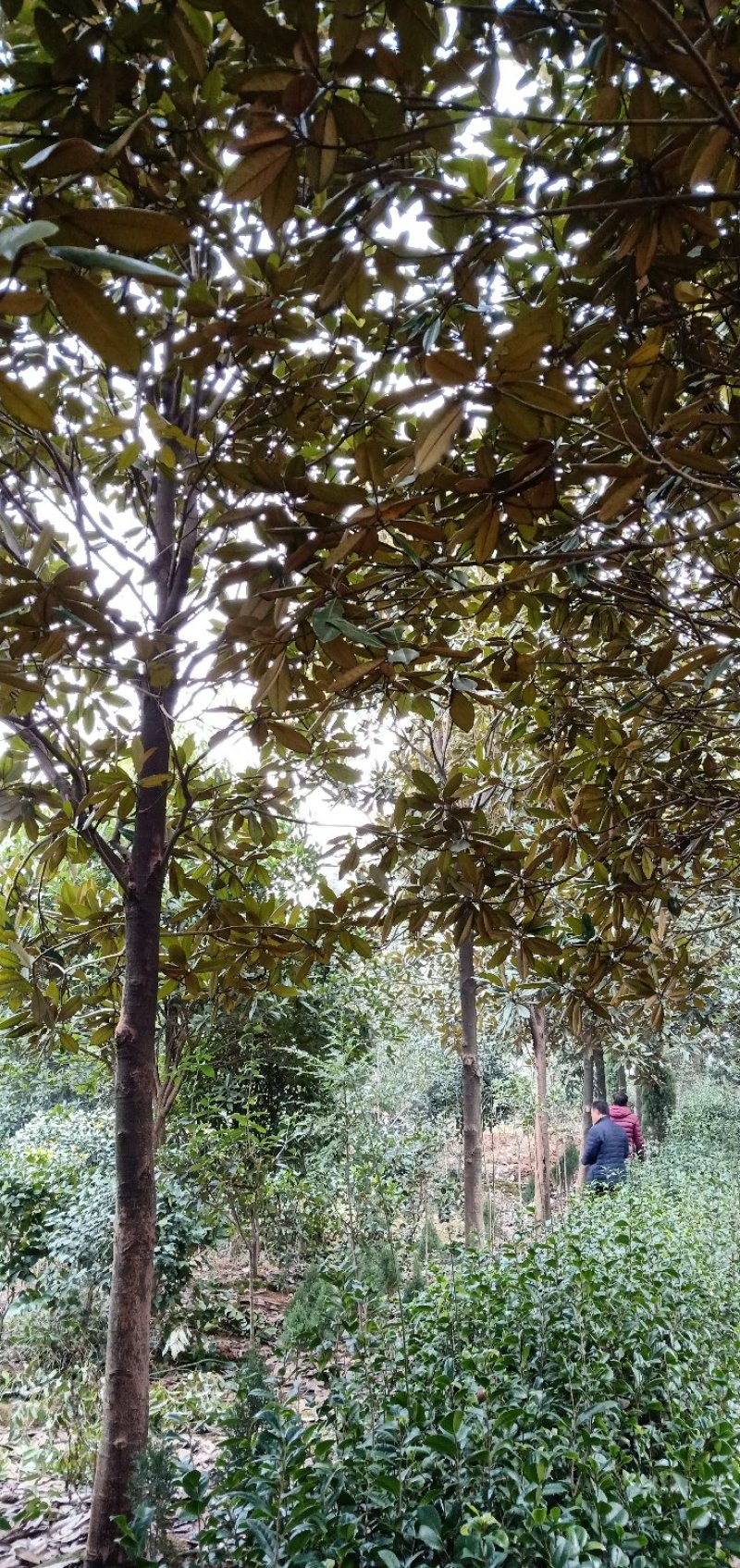 广玉兰一手货源益阳自己老爸带队挖树起苗保质保量手续齐全