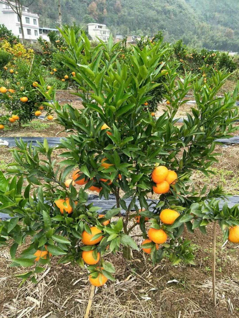 玖瑰香柑
