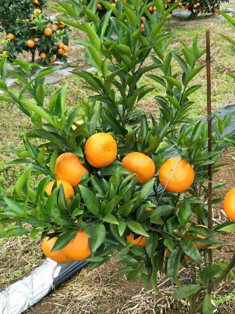 玖瑰香柑