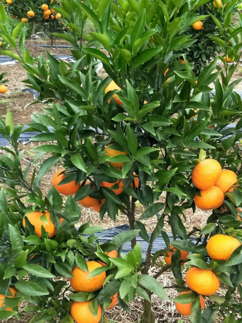 玖瑰香柑