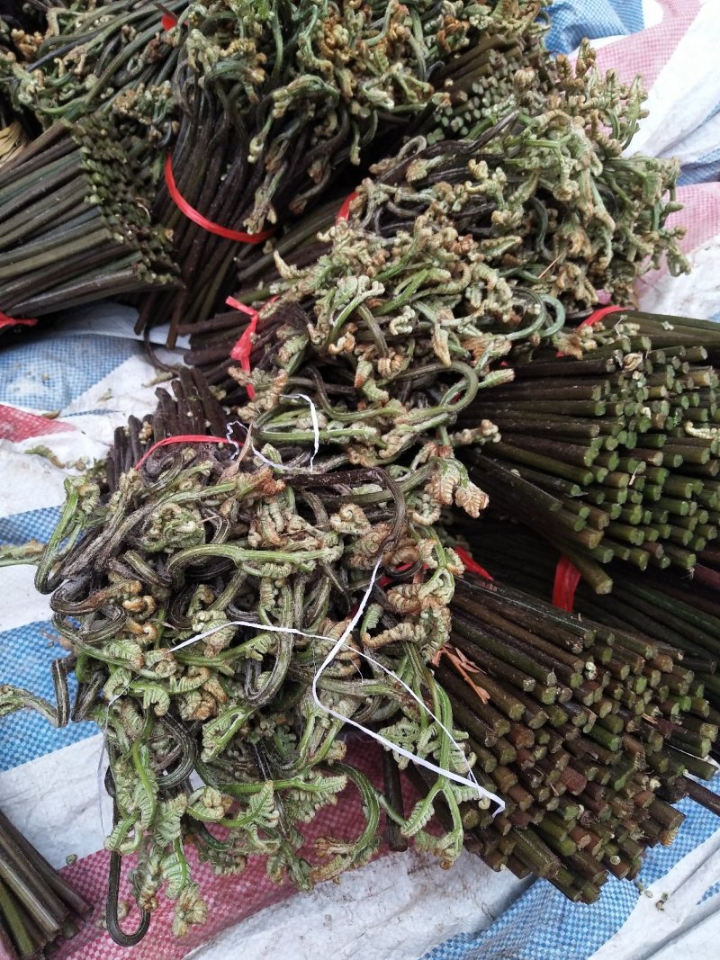野生蕨菜