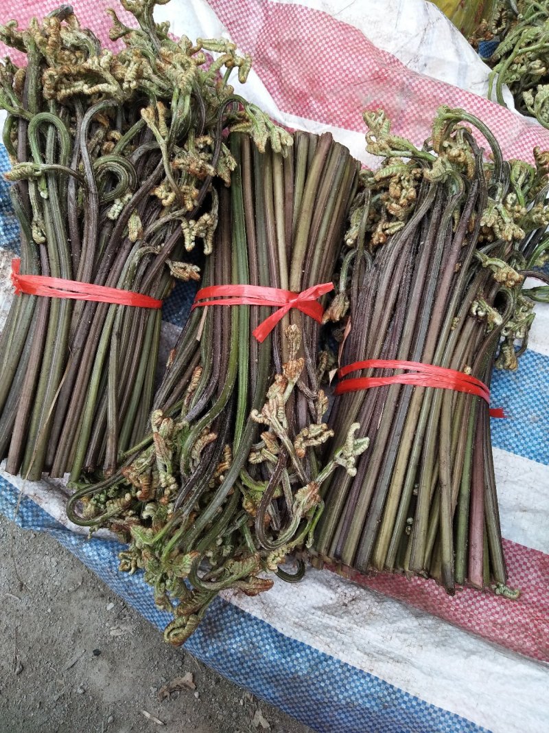 野生蕨菜