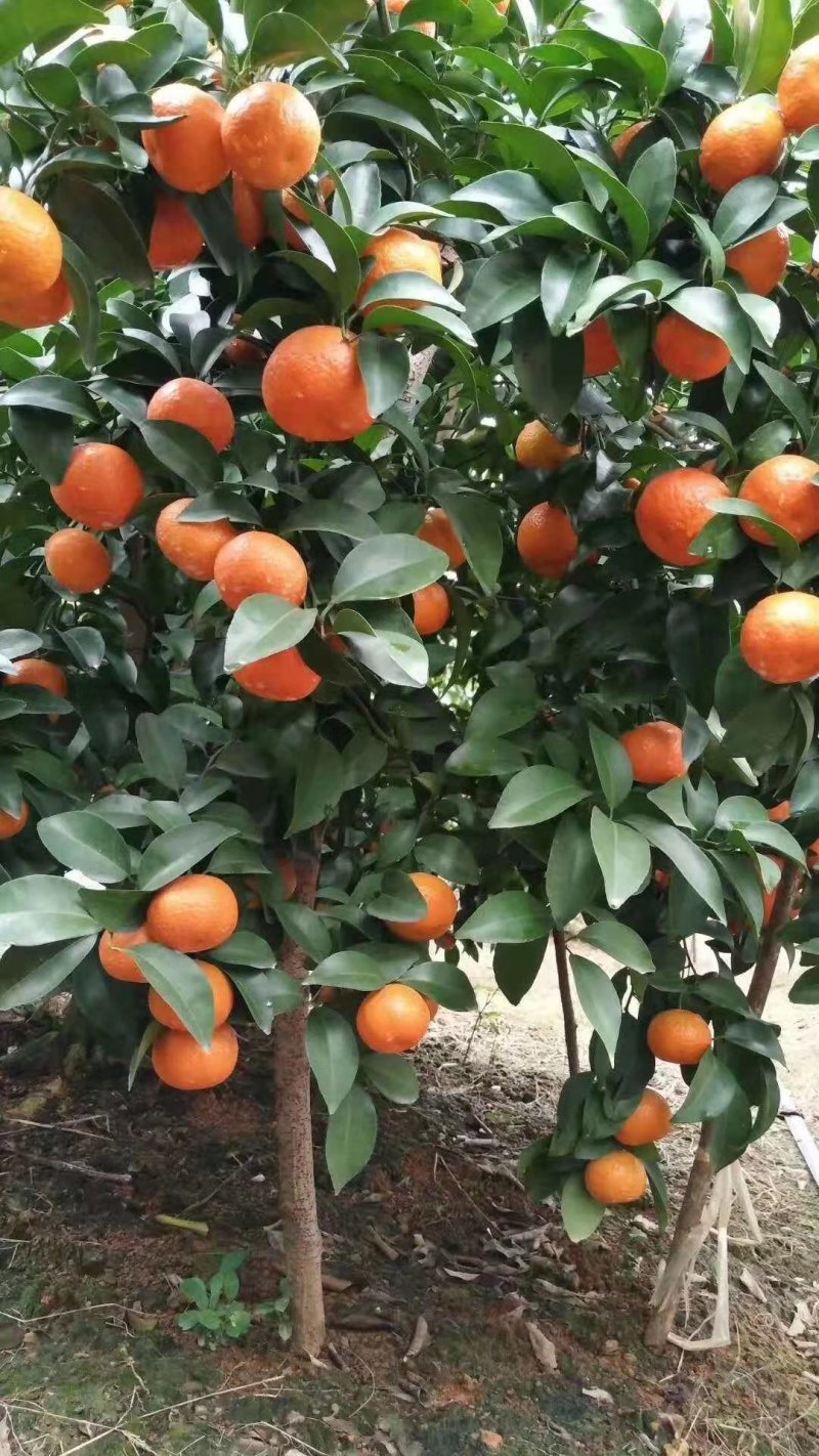 广西桂林沙糖桔