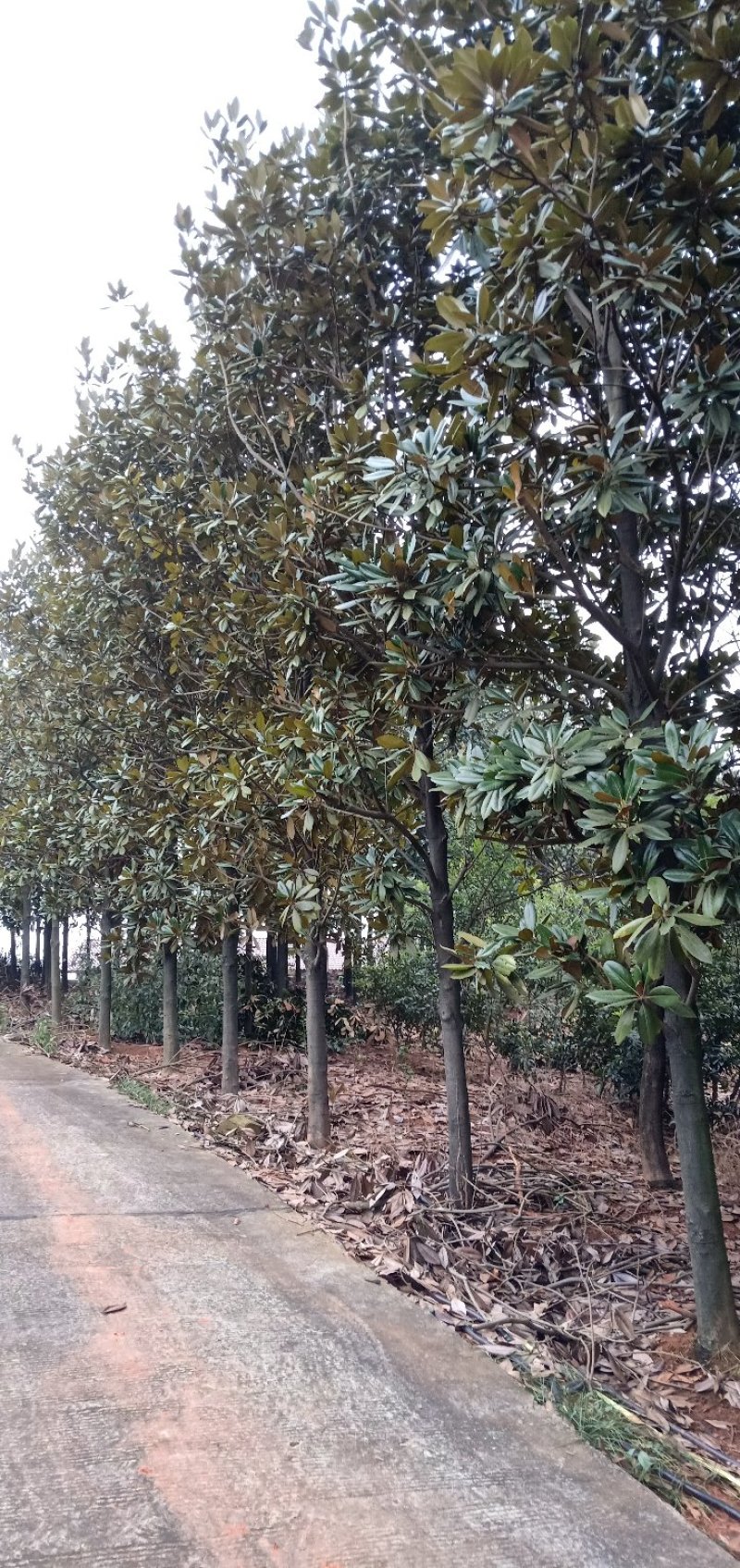 广玉兰桂花香樟栾树多杆朴树丛生香樟多杆香樟