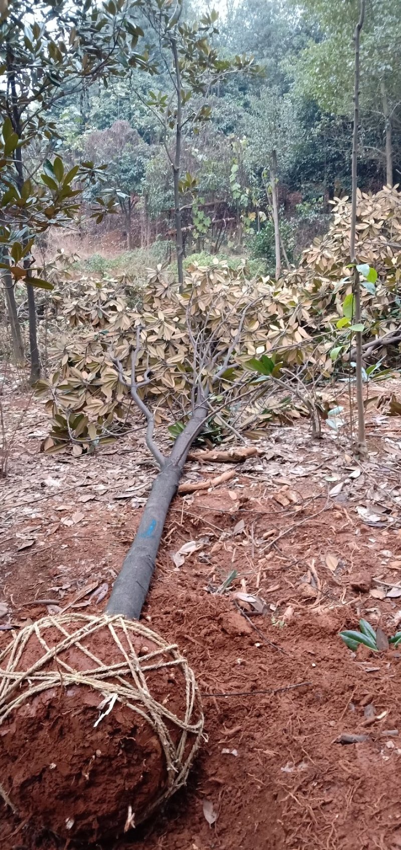 广玉兰桂花香樟栾树多杆朴树丛生香樟多杆香樟