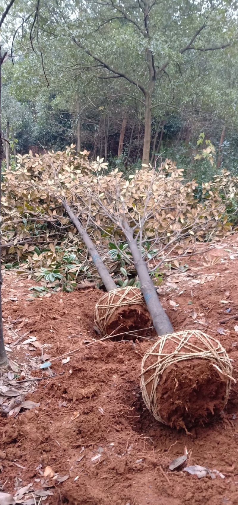 广玉兰桂花香樟栾树多杆朴树丛生香樟多杆香樟