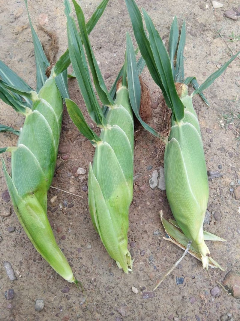 菜用玉米
