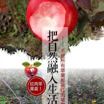 红色之爱,红肉苹果,颜色靓丽,口感独特,基地直供