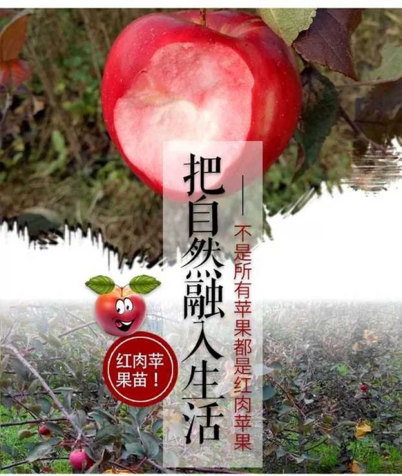 红色之爱，红肉苹果，颜色靓丽，口感独特，基地直供