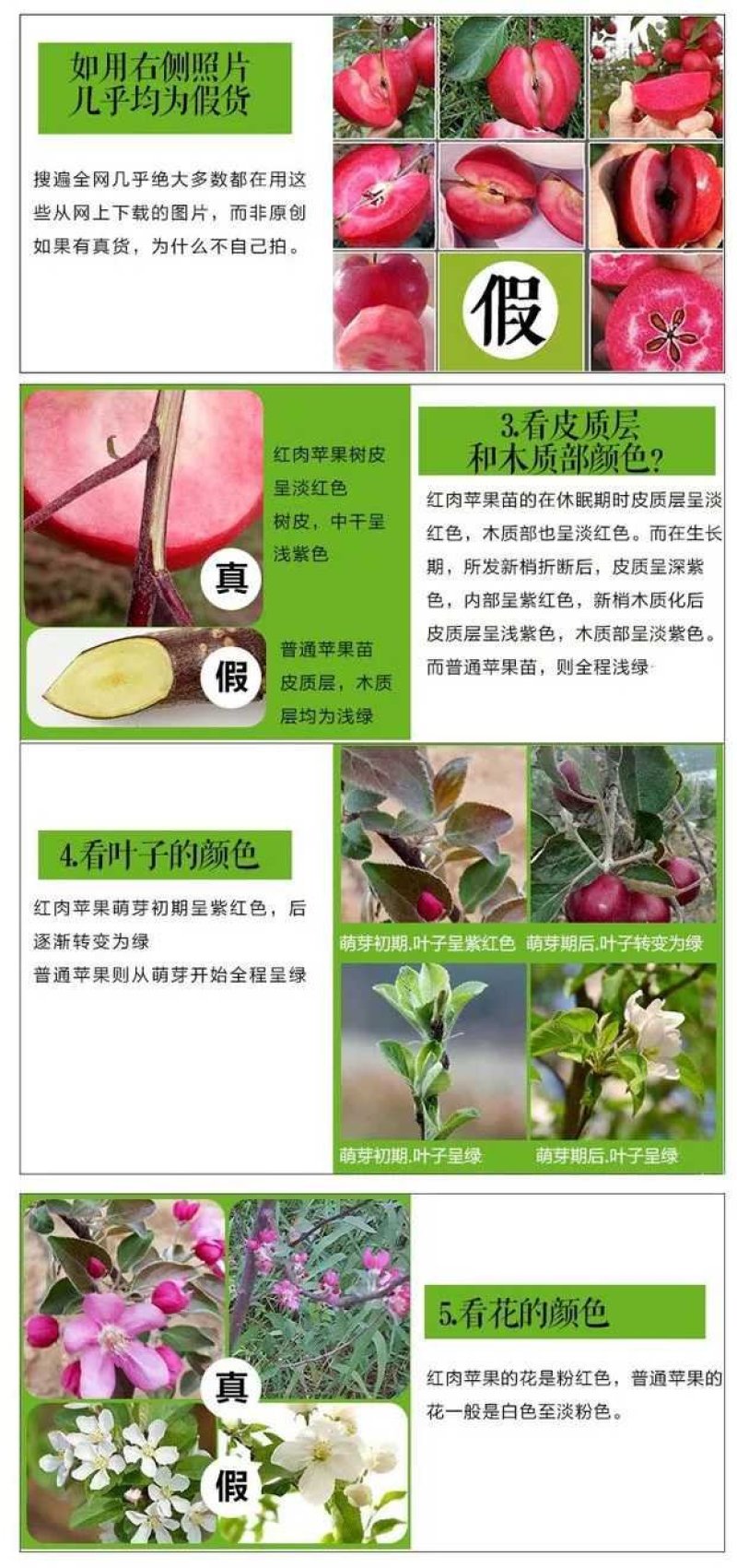 红色之爱，红肉苹果，颜色靓丽，口感独特，基地直供