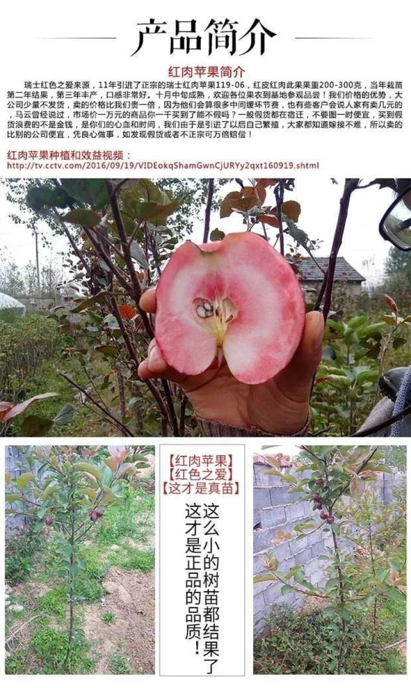 红色之爱，红肉苹果，颜色靓丽，口感独特，基地直供