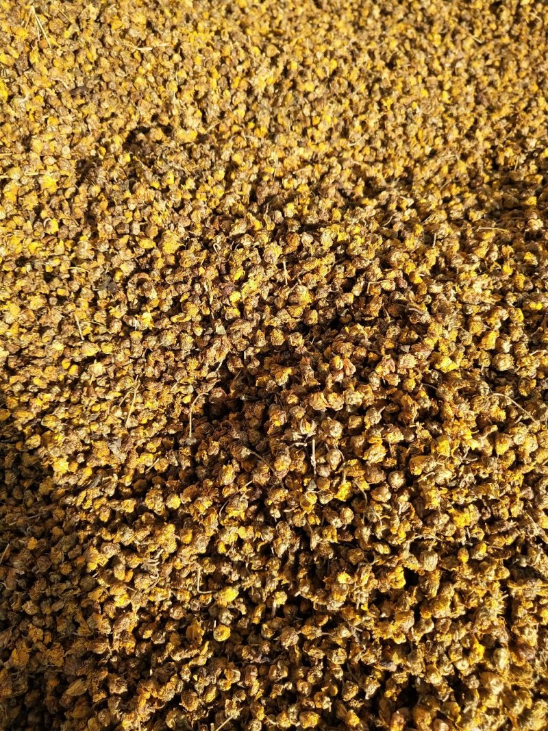 野菊花