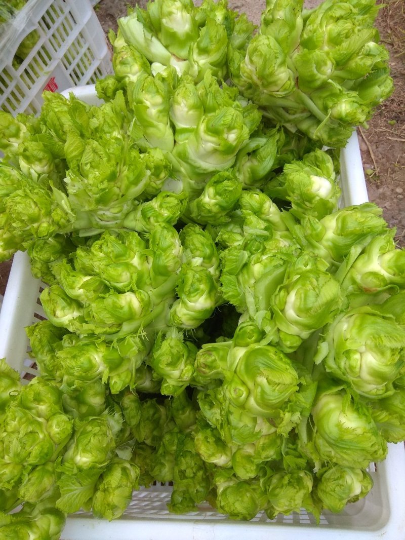 儿菜