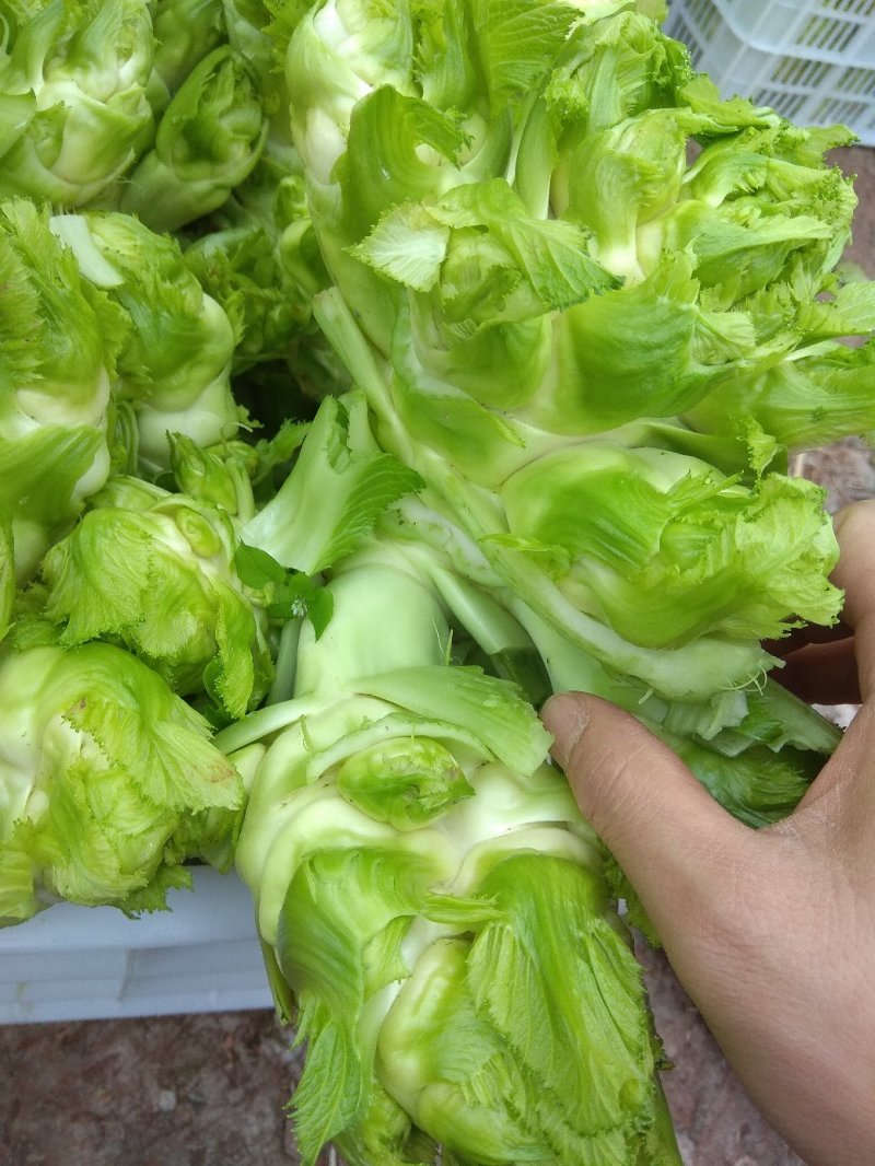 儿菜