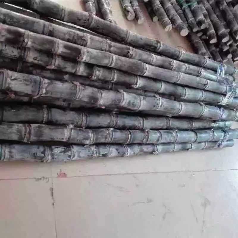 玉林黑皮甘蔗大量上市