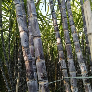 玉林黑皮甘蔗大量上市